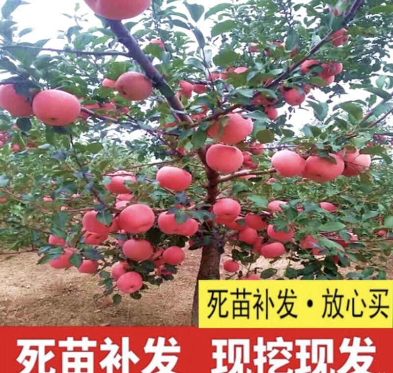 热销苹果树苗，成品苹果树苗，保证质量，保证品种。