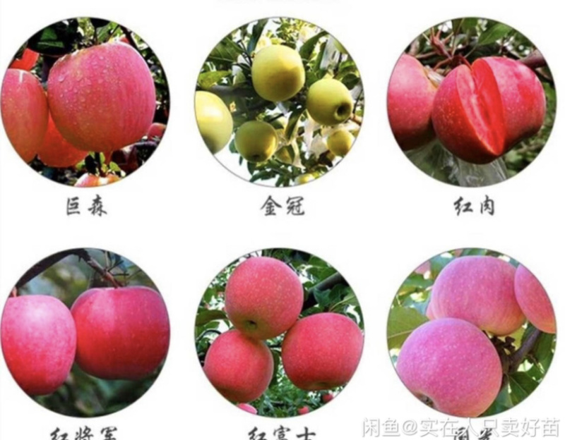 热销苹果树苗，成品苹果树苗，保证质量，保证品种。