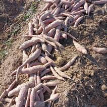 土沙地种植的西瓜红红薯，2两起步，上车价8毛