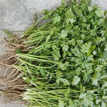 20亩精品香菜