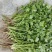 20亩精品香菜