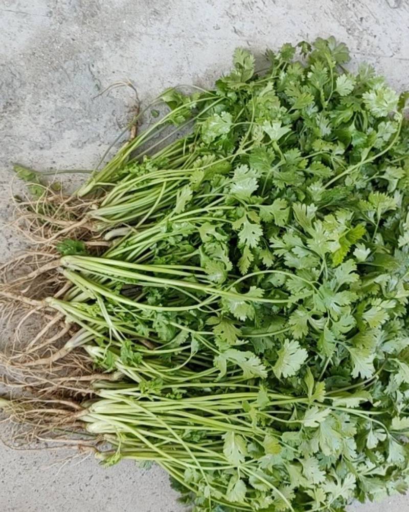 20亩精品香菜