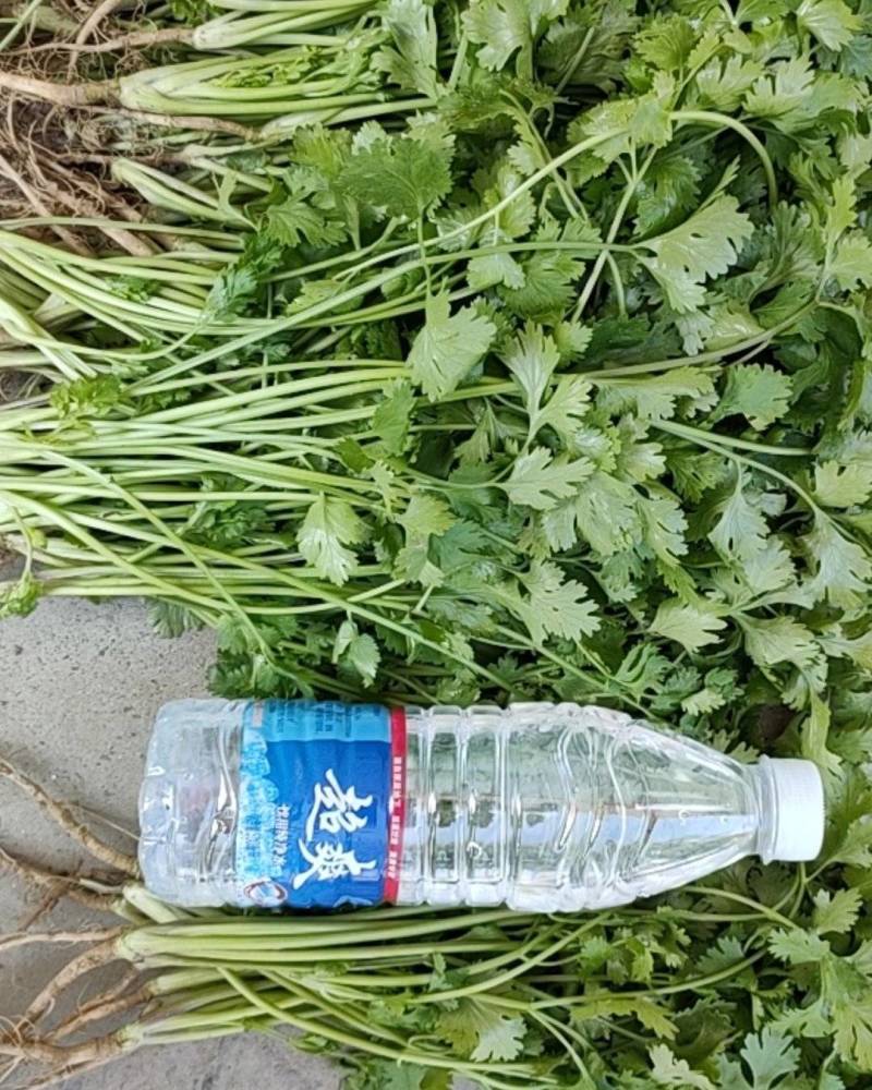 20亩精品香菜