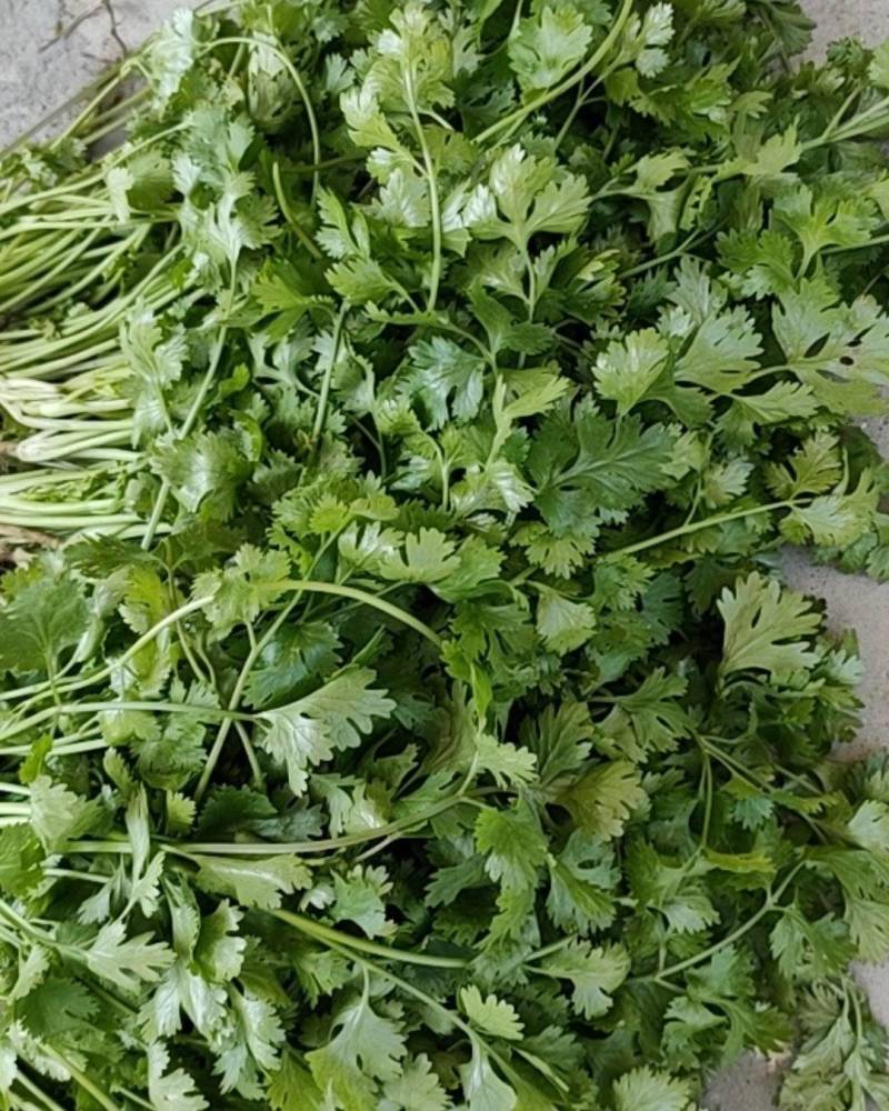 20亩精品香菜