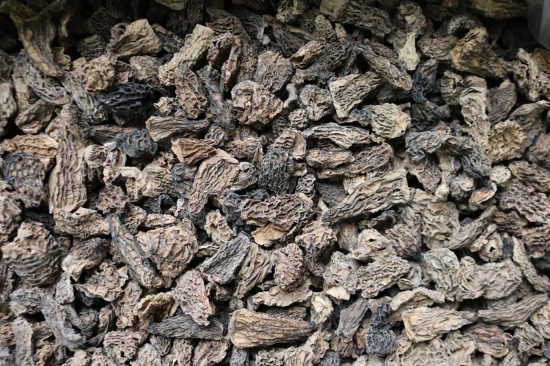 特价野生羊肚菌卖相不好味道很香口感细腻汤味浓