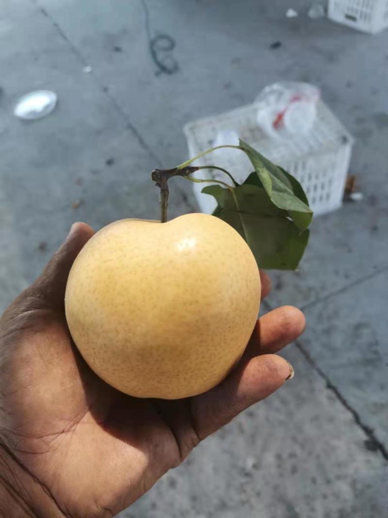 睌秋黄梨大量上市中，欢迎新老客户前来采购。