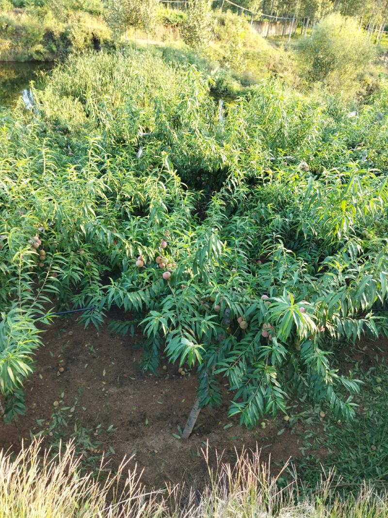 国庆红果型园粘核硬质脆甜艳色红艳