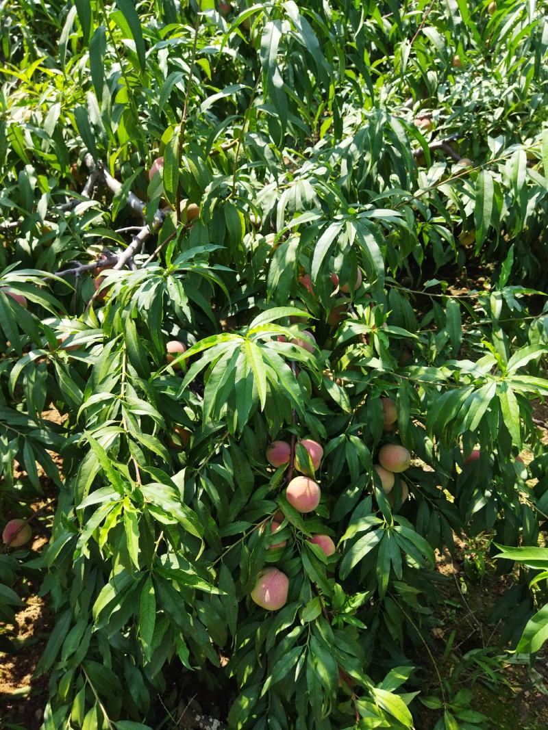 国庆红果型园粘核硬质脆甜艳色红艳