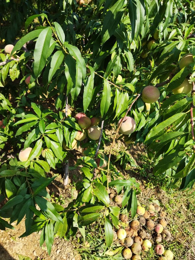 国庆红果型园粘核硬质脆甜艳色红艳