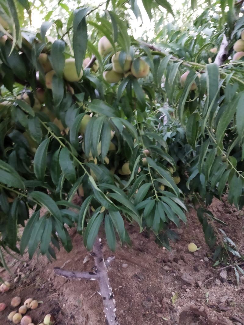 国庆红果型园粘核硬质脆甜艳色红艳