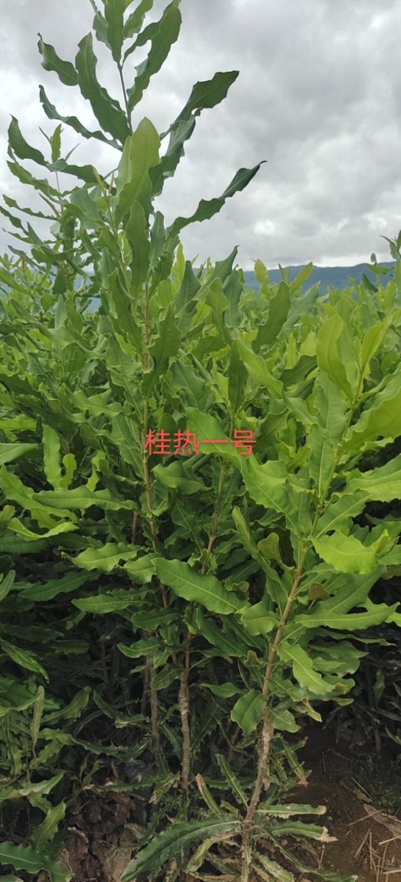 夏威夷果苗，桂热一号