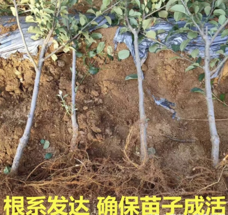 热销苹果树苗，成品苹果树苗，保证质量，保证品种。