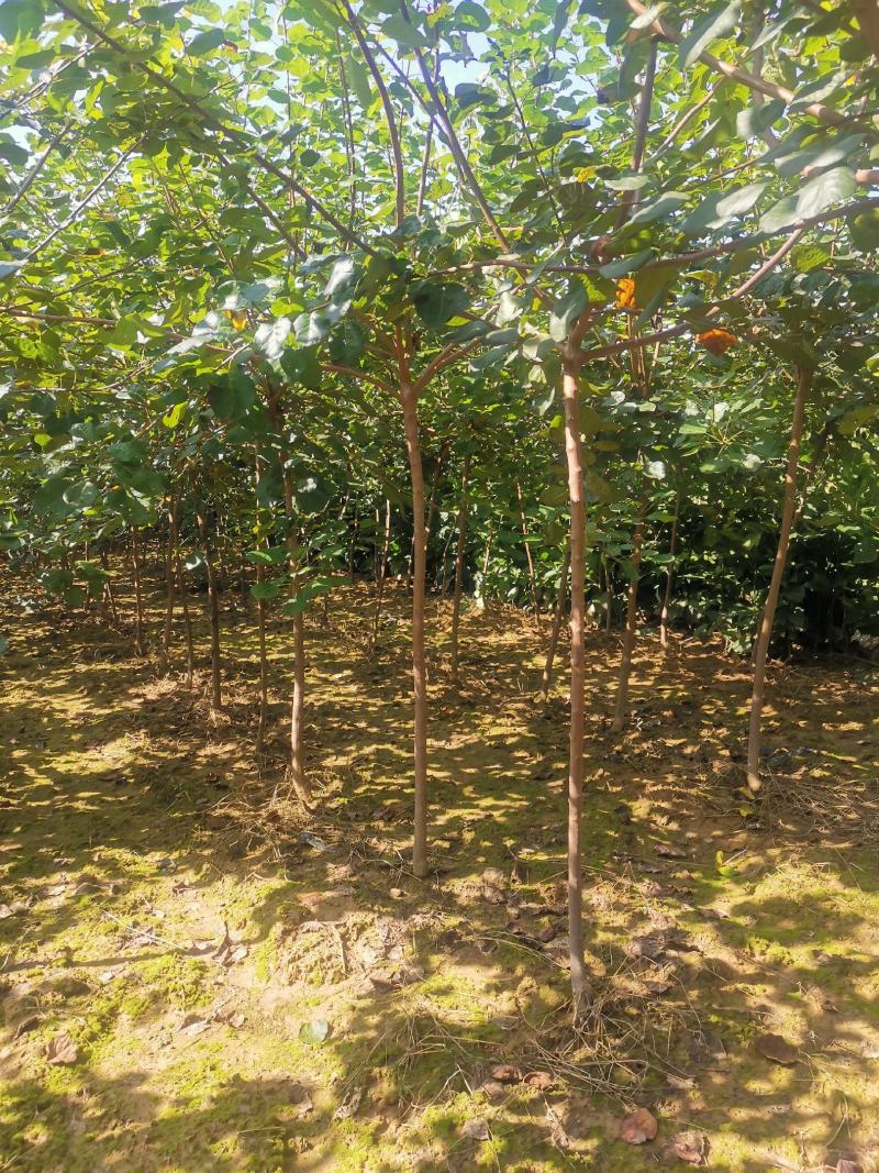 黄栌苗黄栌两年黄栌苗2公分黄栌3公分黄栌