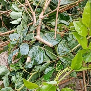 藤茶