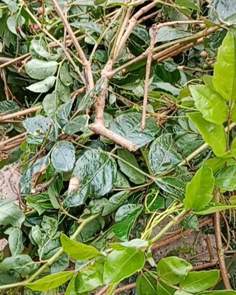 藤茶