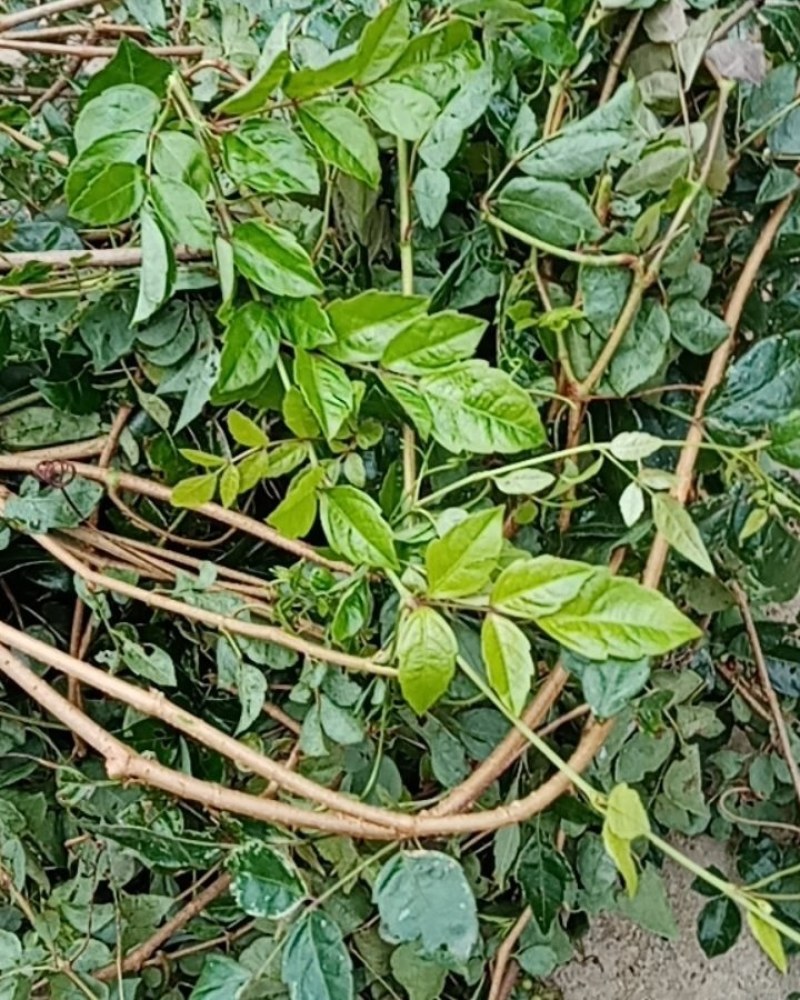 藤茶