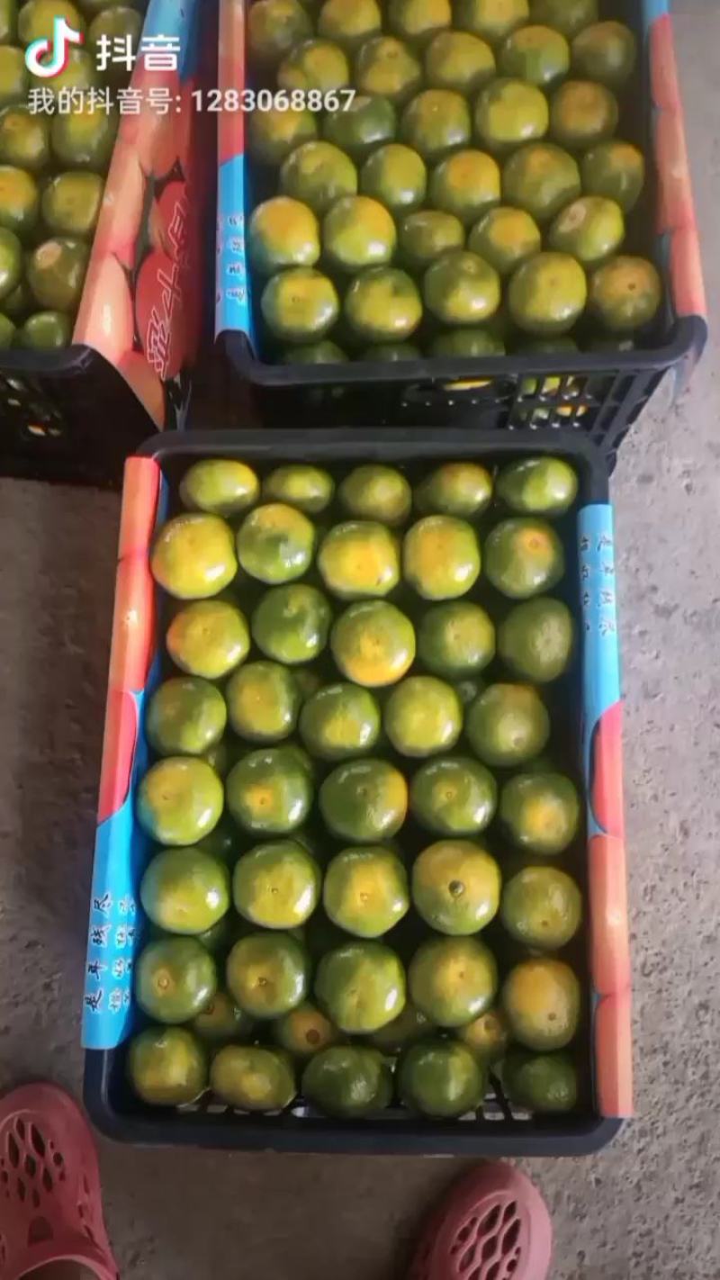 特早蜜橘准备大量上市，有需要的可以过来，了解了解，考察