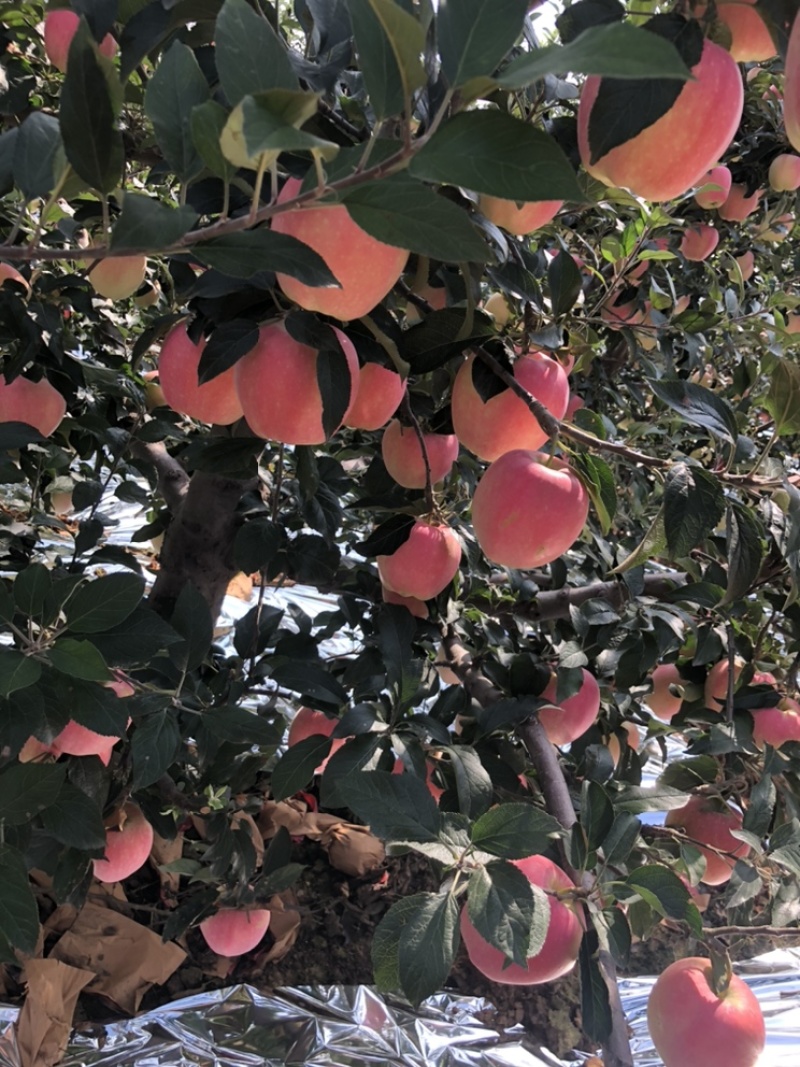 中秋王苹果🍎大量上市个头大欢迎全国的客商。