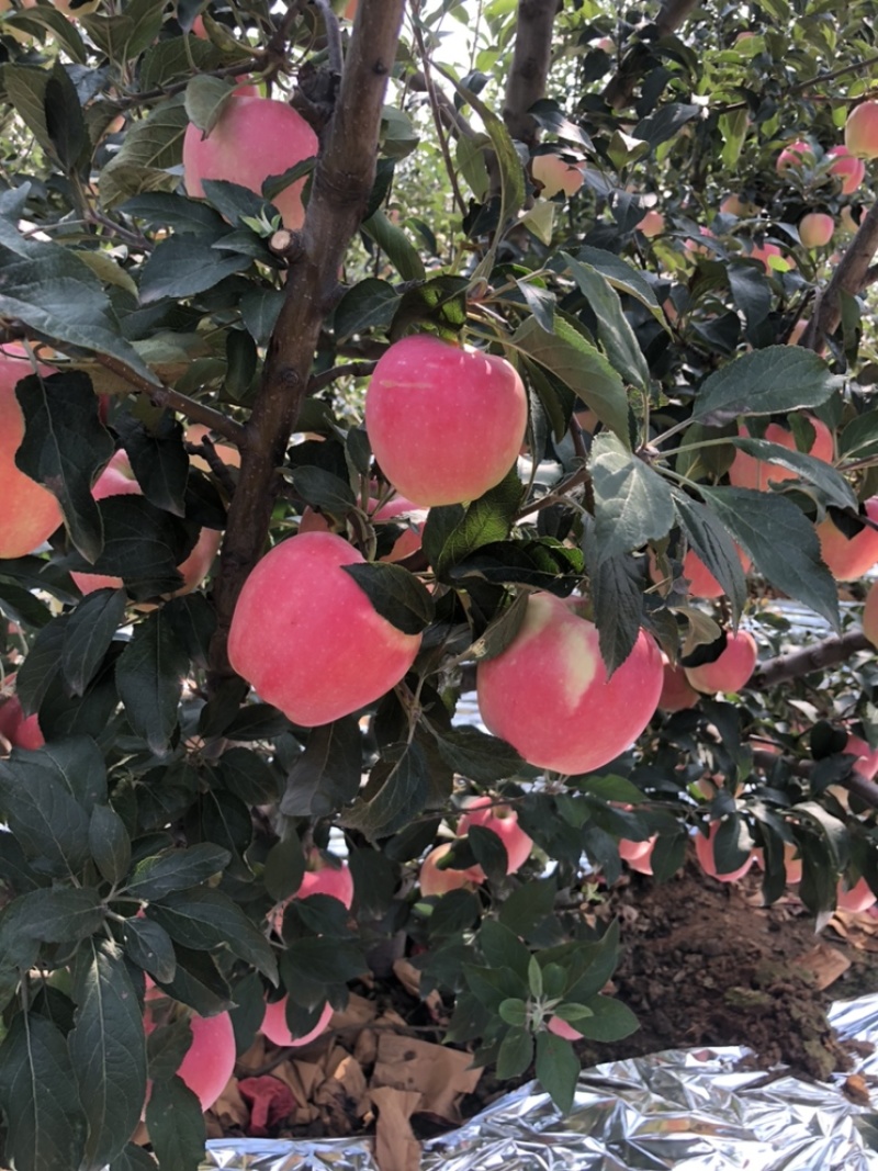 中秋王苹果🍎大量上市个头大欢迎全国的客商。