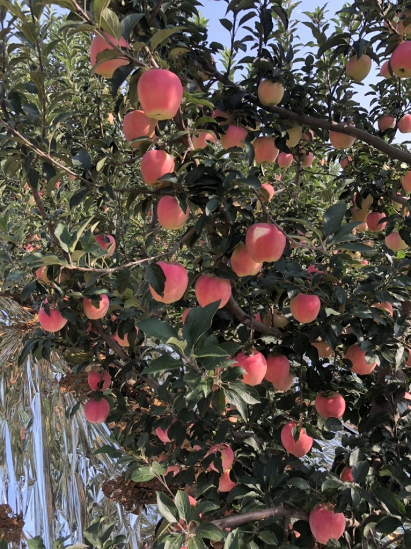 中秋王苹果🍎大量上市个头大欢迎全国的客商。