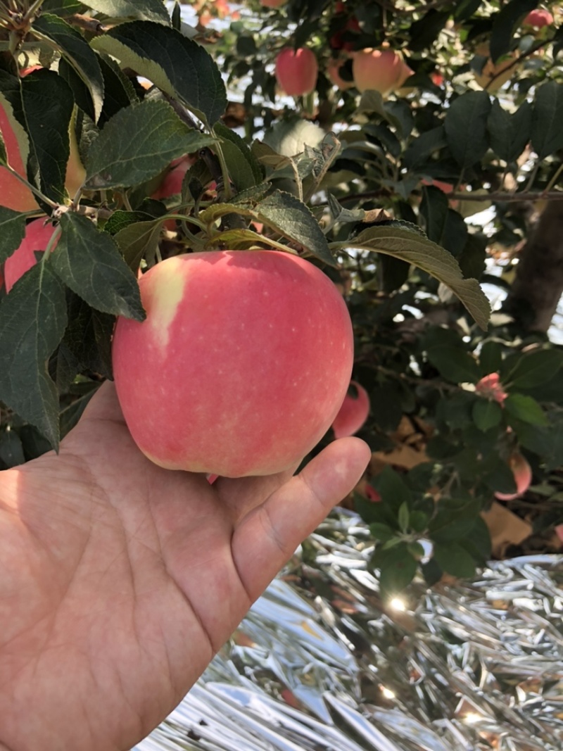 中秋王苹果🍎大量上市个头大欢迎全国的客商。