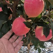 中秋王苹果🍎大量上市个头大欢迎全国的客商。