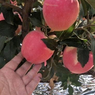 中秋王苹果🍎大量上市个头大欢迎全国的客商。