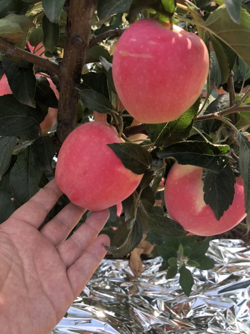 中秋王苹果🍎大量上市个头大欢迎全国的客商。