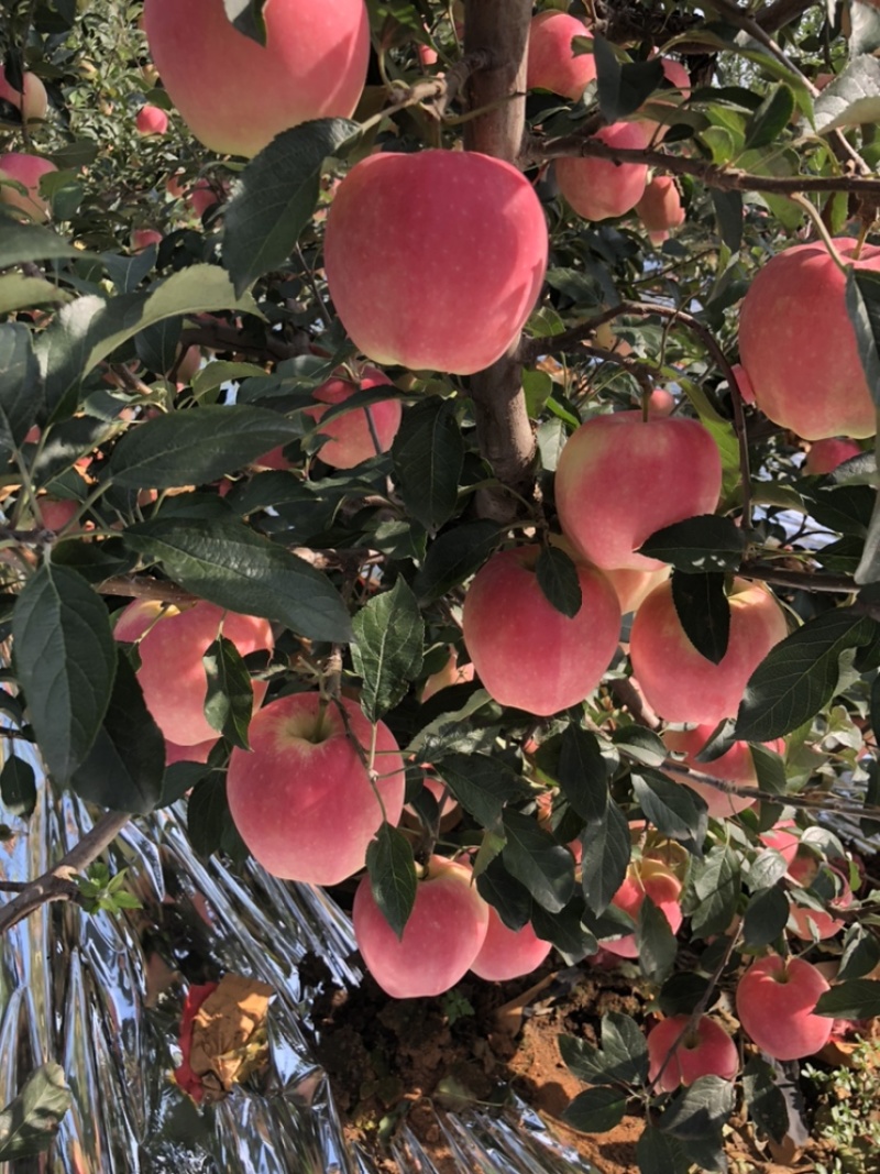 中秋王苹果🍎大量上市个头大欢迎全国的客商。