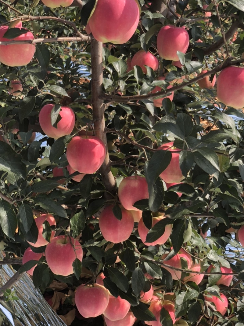 中秋王苹果🍎大量上市个头大欢迎全国的客商。