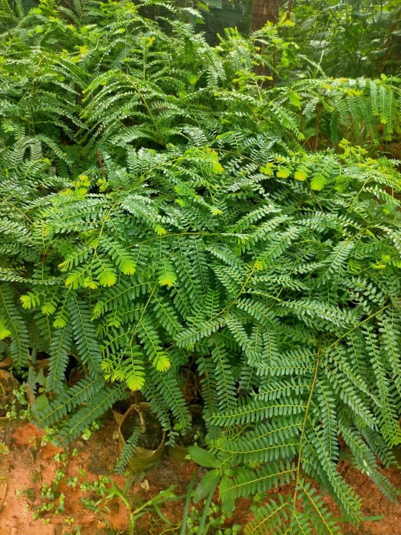 大个又甘甜的余甘果苗