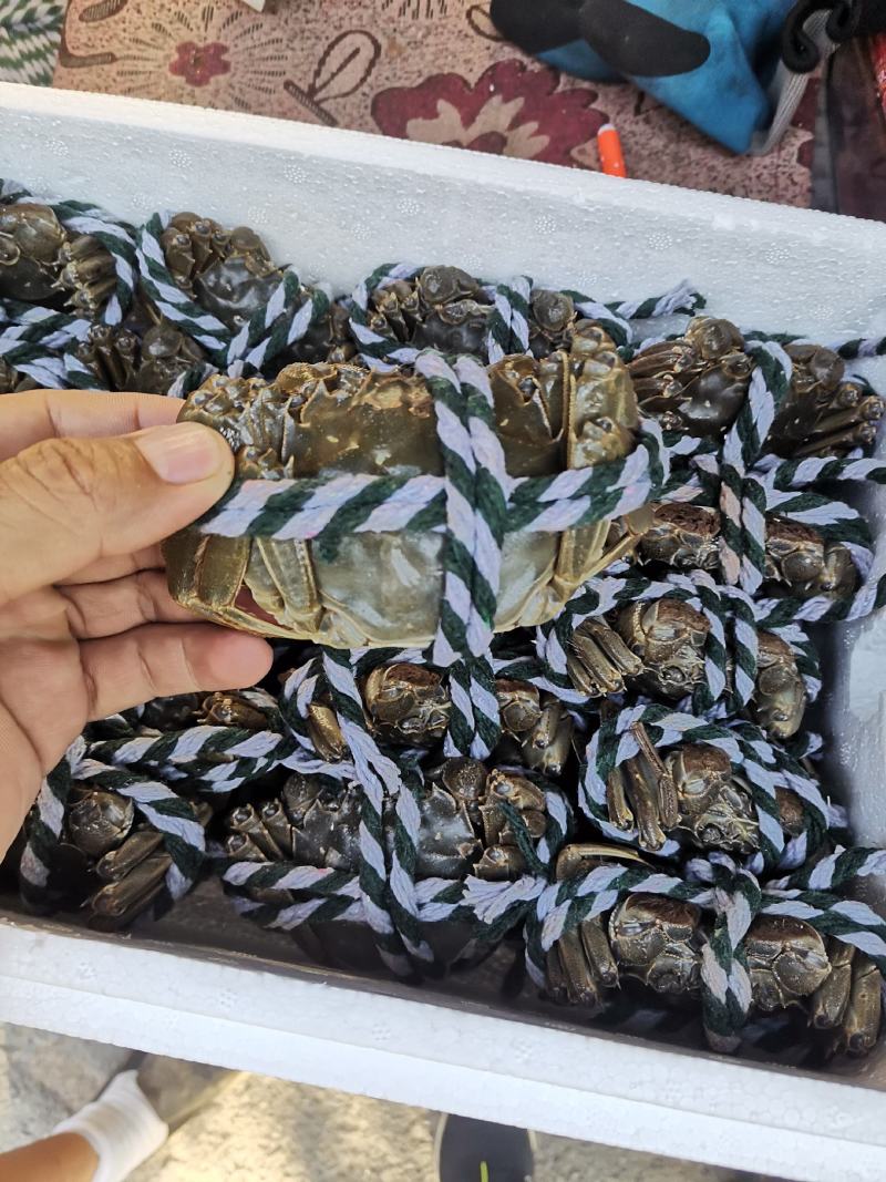 黄河口大闸蟹