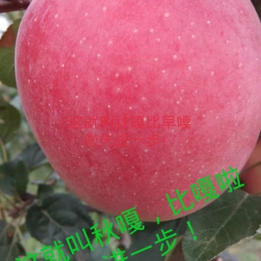 陕西纸袋秋嘎啦，大量现货供应！