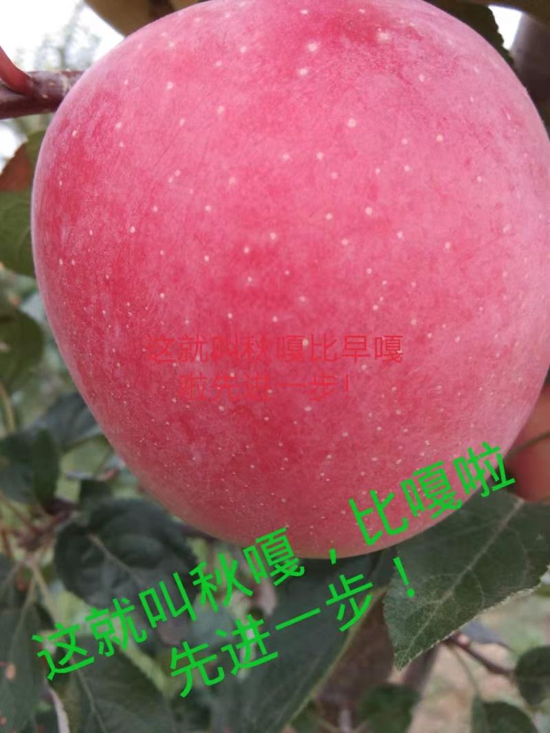 陕西纸袋秋嘎啦，大量现货供应！