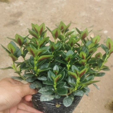 金鱼草盆栽株型漂亮开花金黄适合办阳台