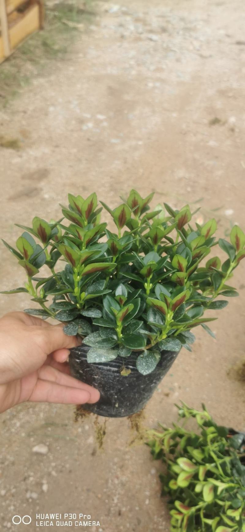 金鱼草盆栽株型漂亮开花金黄适合办阳台
