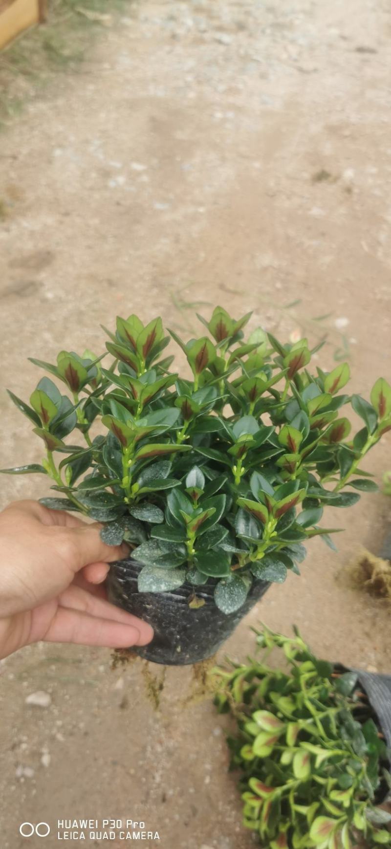 金鱼草盆栽株型漂亮开花金黄适合办阳台
