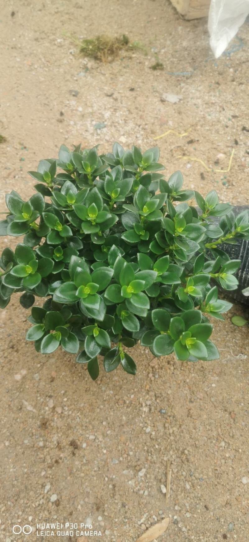 金鱼草盆栽株型漂亮开花金黄适合办阳台
