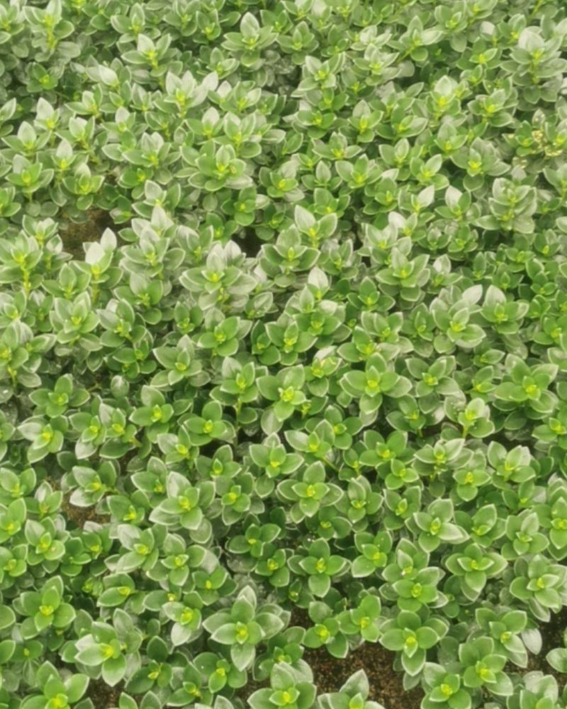 金鱼草盆栽株型漂亮开花金黄适合办阳台