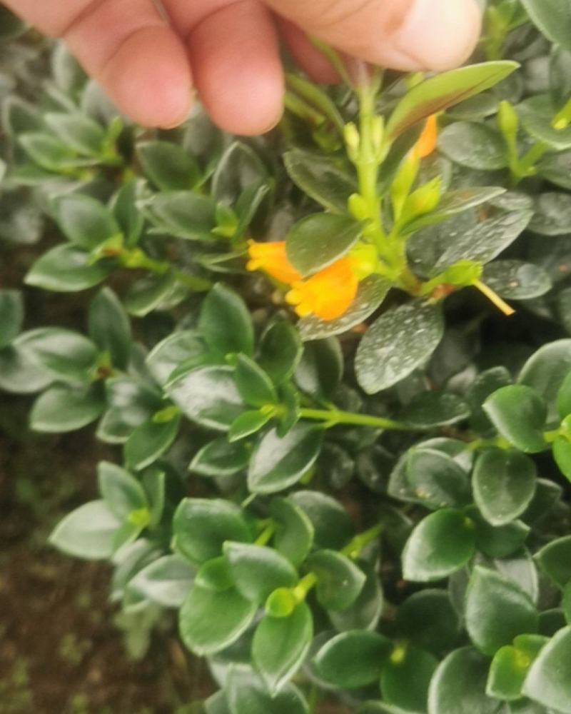 金鱼草盆栽株型漂亮开花金黄适合办阳台