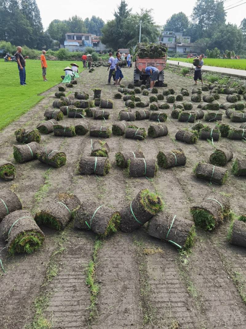 结缕草台湾二号成都基地大量出售来电咨询