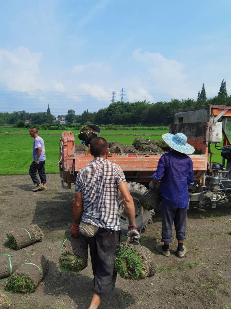 结缕草台湾二号成都基地大量出售来电咨询