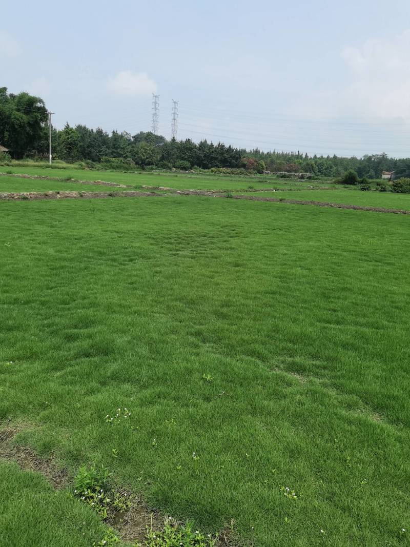 结缕草台湾二号成都基地大量出售来电咨询