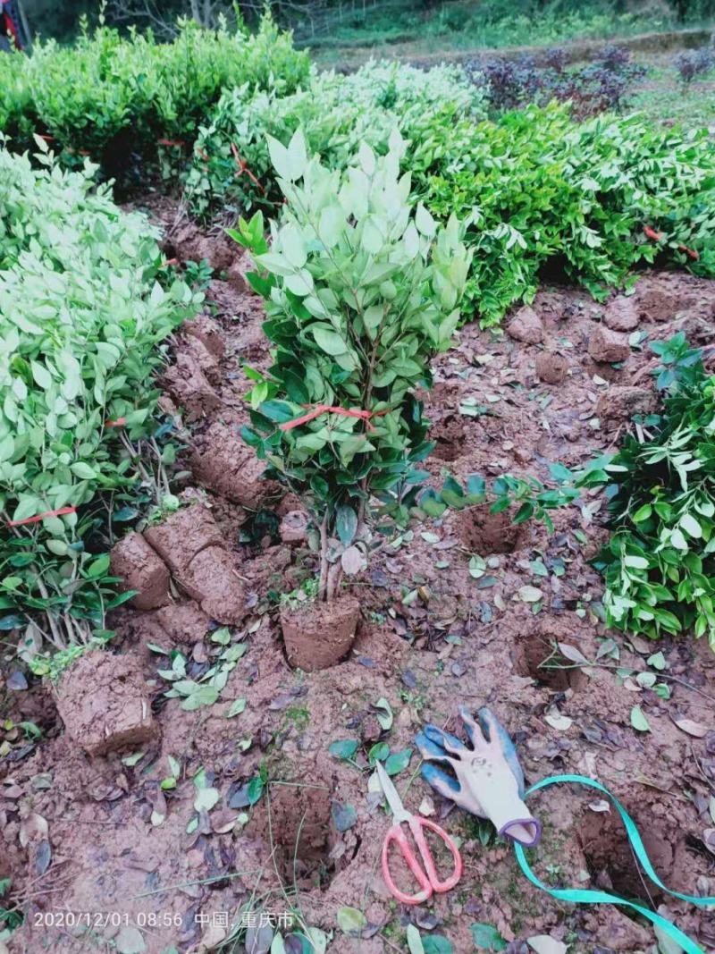 重庆巴南区巴南区赚宝苗圃金森女贞年产量大价格美丽