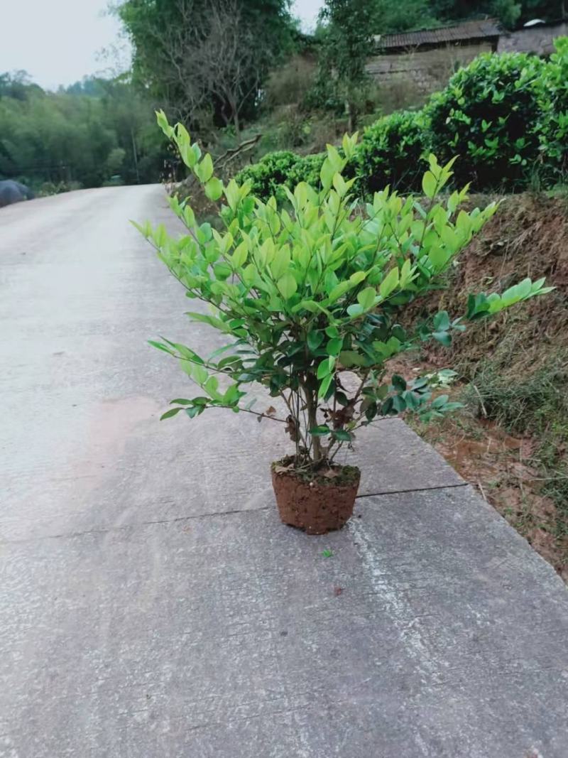 重庆巴南区巴南区赚宝苗圃金森女贞年产量大价格美丽