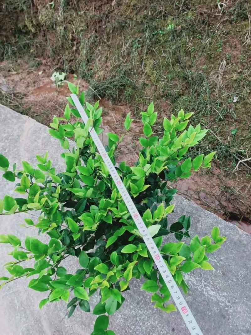 重庆巴南区巴南区赚宝苗圃金森女贞年产量大价格美丽
