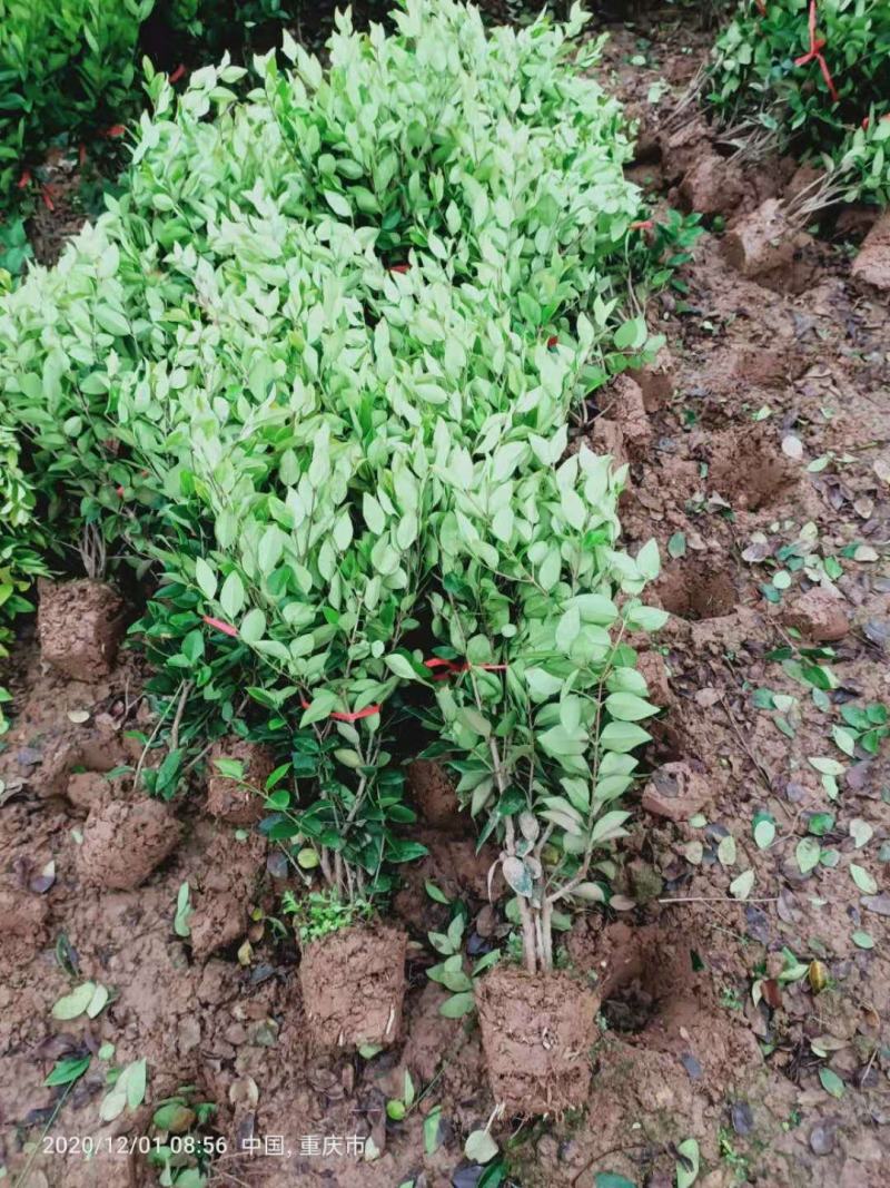 重庆巴南区巴南区赚宝苗圃金森女贞年产量大价格美丽