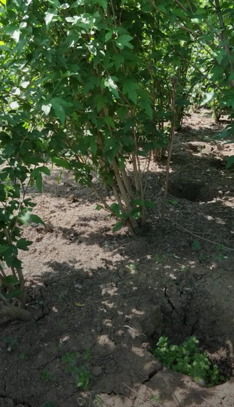 丛生木槿80/150/200/250/300高度规格齐全