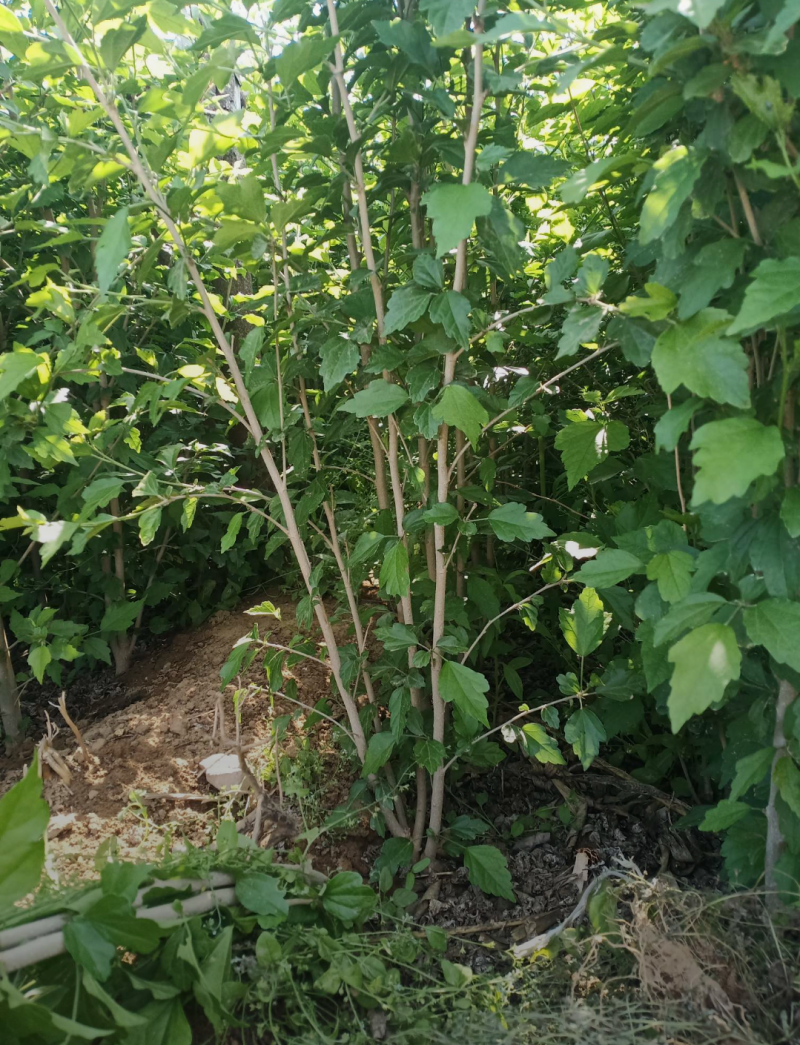 丛生木槿80/150/200/250/300高度规格齐全