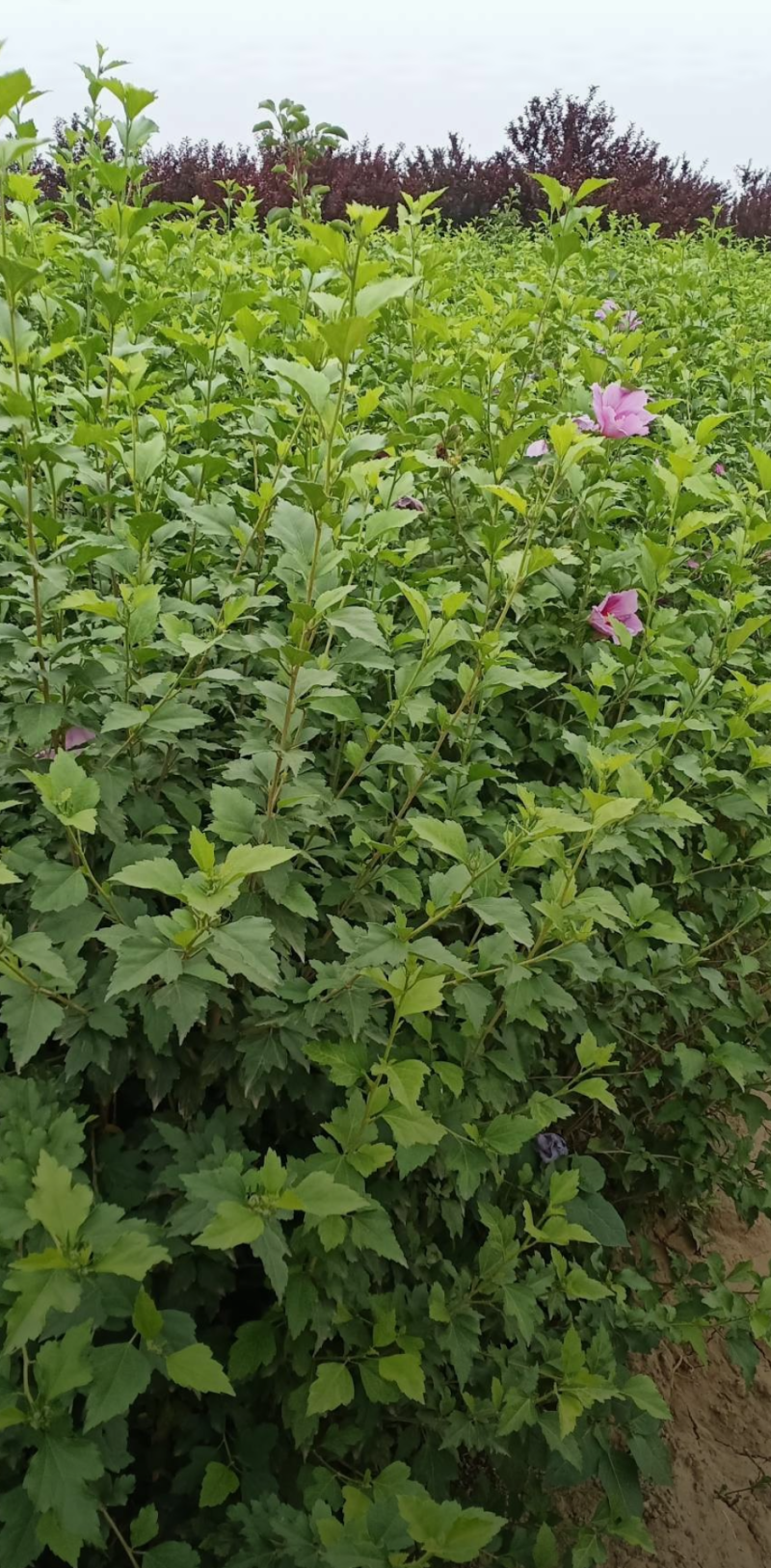丛生木槿80/150/200/250/300高度规格齐全